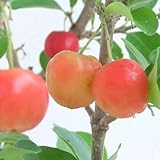 アセロラ3.5号ポット 2株セット[甘味系で結実しやすい][苗木] ノーブランド品