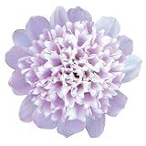 【メール便配送】国華園　花たね 切花向きアスター ココットラベンダーPR 1袋(20粒)【※発送が国華園からの場合のみ正規品です】