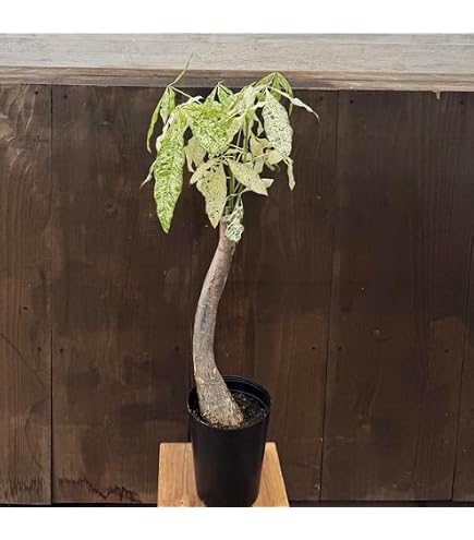Amazon｜パキラ ミルキーウェイ 3｜観葉植物 オンライン通販