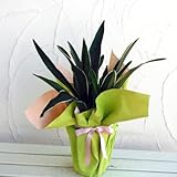 [ギフトに]万年青 （おもと）：都の城5.5号鉢植え ラッピング付き[お引越し・新居のお祝いに！]