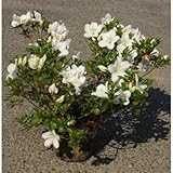 サツキ (白花) 5号ポット10本セット