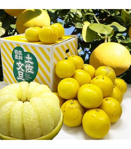 Amazon.co.jp: 高知産土佐文旦4L～3Lサイズ5kg・ご贈答用 : 食品・飲料