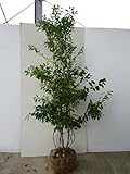 ソヨゴ・メス 樹高1.2m前後 根巻 雌木 株立ち 苗木 植木 苗 庭木 生け垣