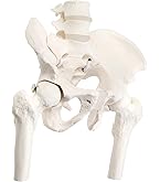 Amazon.co.jp: KIYOMARU 足部解剖模型 10パーツ 等身大 軟部組織付き