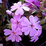 芝桜（シバザクラ）：オータムローズ24株セット ノーブランド品