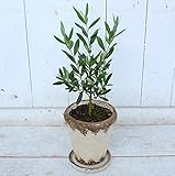 KOBE Flower smith ReiRi　オリーブの木の鉢植え（ホワイト） おしゃれなアンティーク風鉢入り 送料無料【日時指定便対応】