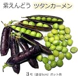 グリンピース 苗 紫えんどう ツタンカーメン 5ポットセット