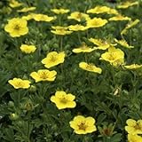 雌阿寒キンバイ