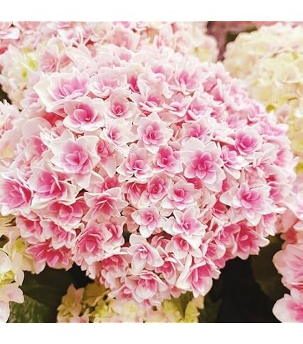 Amazon.co.jp: 輸入紫陽花の苗 ピンパーネルの苗 抜き苗 1苗 : DIY