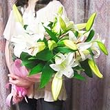 豪華白オリエンタル百合５本２５輪以上の花束ギフト