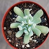 トップシータービー 7.5cmポット エケベリア Echeveria runyonii ‘Topsy Turvy’ 福岡県産 多肉植物 多肉 観葉植物 インテリアグリーン 寄せ植えに
