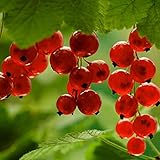 レッドカラントフルーツ植物パ??ンアメリカンスグリ種子ランタンフルーツ種子10の種子