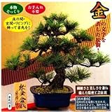 鈴木豊伯　工芸盆栽　松金盆栽