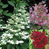 変化する花色！ ハイドランジア（ノリウツギ） ‘ウィムズ レッド’苗　１株