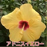 1つの花の持ちが違う ハイビスカス ロングライフシリーズ ５号鉢植え【アドニスイエロー】晩秋まで咲き続け毎年楽しめる