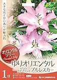 カネコ種苗 オリエンタル百合 ブルレスカ ピンクカサブランカ 1球入