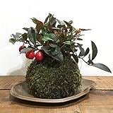 苔玉 チェッカーベリーの苔玉