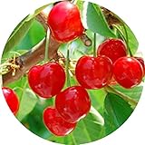 サクランボ 苗木 紅きらり (PVP) 13.5cmポット苗 さくらんぼ 苗