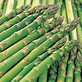 アスパラガス 2年生 苗 ウェルカム 10.5cmロングポット