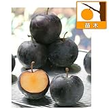 スモモ（プラム）：バイオチェリー3.5～4.5号ポット ノーブランド品