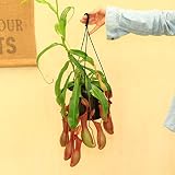 観葉　食虫植物：ウツボカズラ・ネペンシス“アラータ”*ネペンテス　Lサイズ