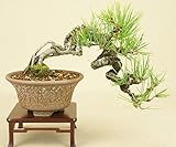 いよじ園　赤松 小品盆栽 【松柏盆栽】