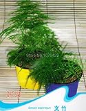 アスパラガスの種アスパラガスシダ観葉植物F009剛毛で覆われました