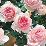 バラ苗 つるバラ ピエールドゥロンサールR 1株 / 国華園 24年春商品