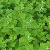 ミント：アップルミント3号ポット 4株セット[料理・ティー・クラフト・染色][ハーブ苗] ノーブランド品