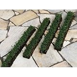 タイム(スリット)4本セット 植木 苗木 多年生