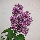 ライラック：センセーション 樹高1m根巻き[芳香のある小花をたくさん咲かせます。人気の覆輪品種！] ノーブランド品