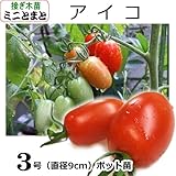 ミニトマト 苗 アイコ 9cmポット (接ぎ木)