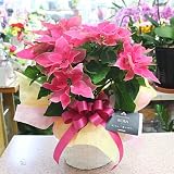 プリンセチア 鉢植え　「ローザ」 かご付き 八重咲き サントリーのプリンセチア 冬の花の贈り物