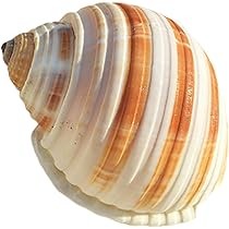 南の島の巻き貝ヤドカリの仲間非常に大きい 南の島の巻き貝ヤドカリの仲間非常に大きい 南の島の巻き貝