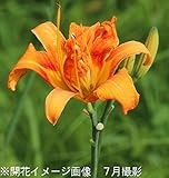 山野草:ヤブカンゾウ(藪萱草)[アマナ] 10.5cmポット苗5ポットセット【紫桜館山の花屋】