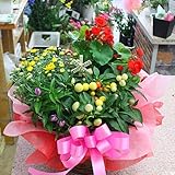 季節の鉢植え 寄せ鉢ギフトＬ ３から５種類の鉢花や観葉植物をかごにおまかせアレンジ