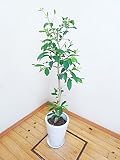 【送料無料】【一鉢限定】超希少☆人気の陶器鉢仕立て!素敵なアマゾンオリーブ/135cm(8号)