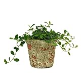 2種類より選べる植物 卓上4号 アンティークシャビー鉢入り (フィカス シャングリラ)
