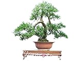 Juniper bonsai tree potted flowers office cypress bonsai purify the air absorb harmful gases