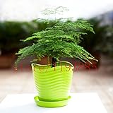 レアミニ盆栽鉢植えの竹の種屋内観葉植物花の種オリジナル包装アスパラガス盆栽