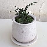 [縁起物・新居祝いやギフトに！]万年青 （おもと）：陶器鉢植え（皿付）／ステララウンド白S