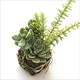 フェイクな多肉の苔球 A [swa1285]
