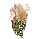 東京堂 ドライフラワー  スモークツリー (20g入り) ナチュラル DE017149