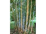 白竹 ボリンダ・アルボセリア 種子 10粒