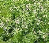 チャービル 60粒