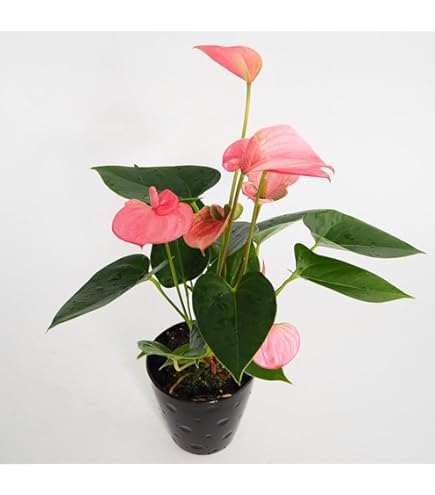 Amazon｜アンスリウム 交配種, ベッセアエ × デビリス × ドリーム