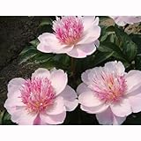 ピオニー（シャクヤク）：ドゥーテル4号ポット[アメリカの芍薬協会で金賞を受賞][芍薬] ノーブランド品