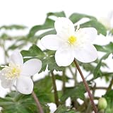 (山野草)ニリンソウ(二輪草) 2.5号(1ポット) 本州・四国限定[生体]