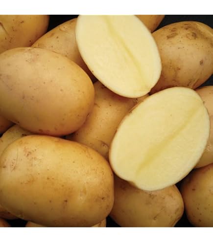 Amazon.co.jp: 種じゃがいも 普賢丸 ふげんまる 約500g※大小ミックス