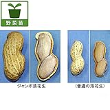 落花生（らっかせい）の苗：じゃんぼ落花生3号ポット4株セット[土にもぐる] ノーブランド品